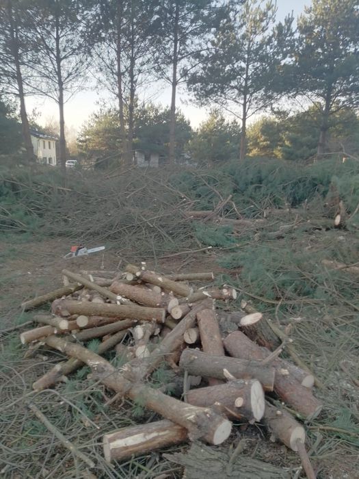 Inwentaryzacja zieleni Zezwolenia Ornitolog Wycinka drzew Nasadzenia