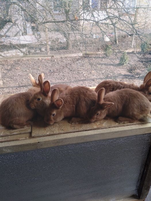 Продам кролики новозеландські.