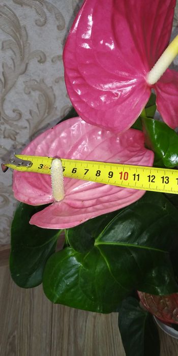 Антуріум Маine +рідкісні сорти