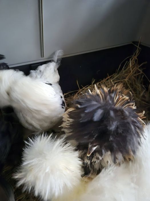 Kurki silki sprzedam