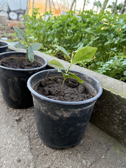 Loreiras em vaso para venda