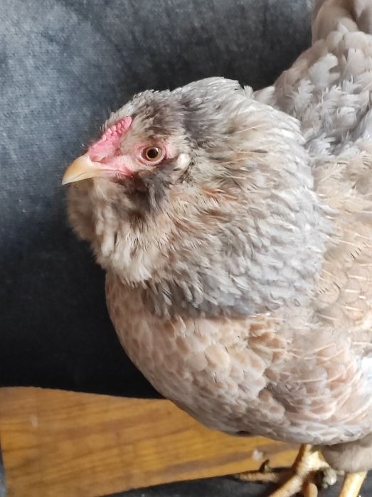 Пасхальні кольорові яйця мікс