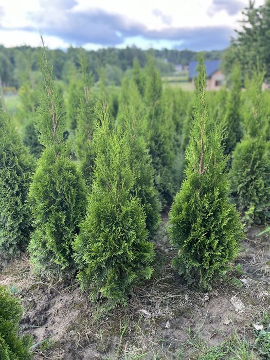 Tuje Szmaragd 100-220 cm