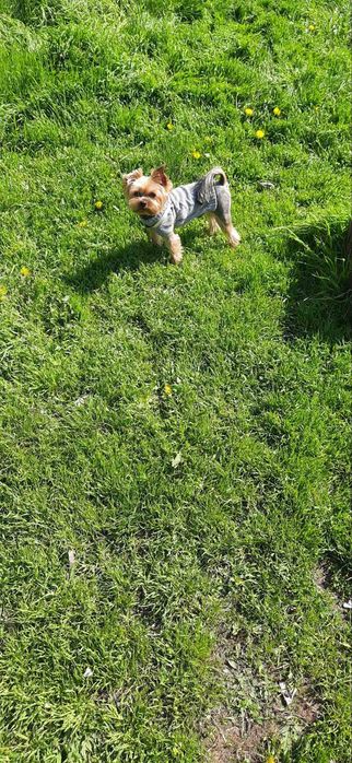 Вязка , Йорк , Йоркшенский терер,