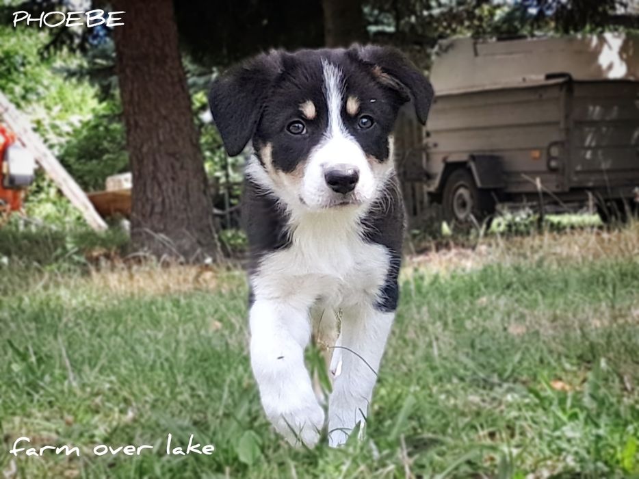 Suczka Border collie krótkowłosa ZKwP FCI