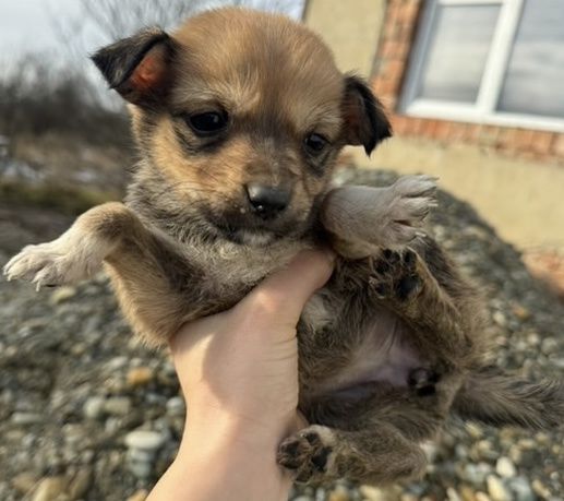 Цуценята класні ,маленькі