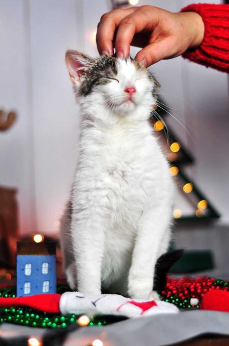 Nelima - słodziak nie z tej ziemi szuka domku!