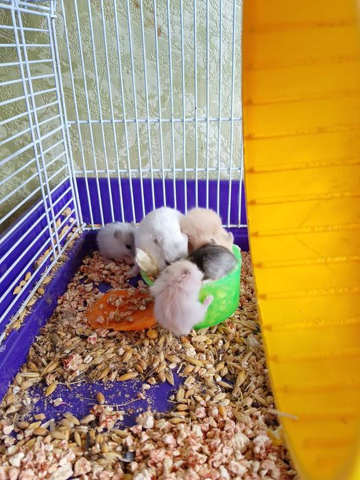 Джунгарские хомячки