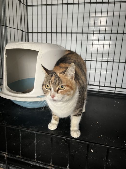 Maia- Gatinha super meiga!