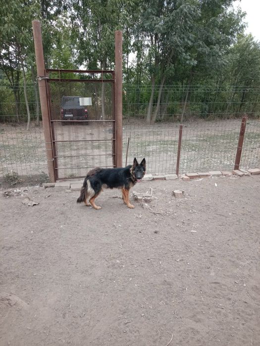 Продам немецкую овчарку