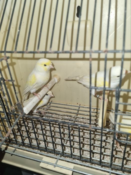 Canarios mosaicos amarelos