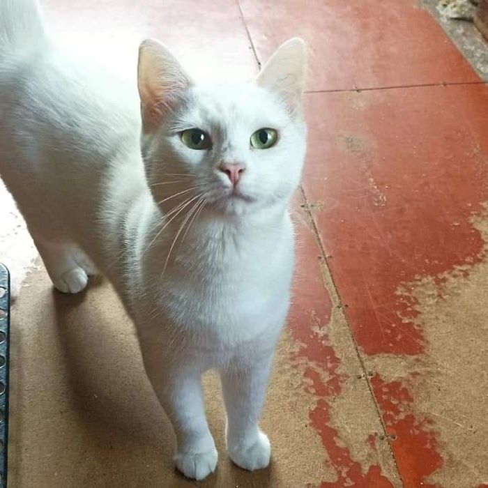 Отдам белую кошку, 8 месяцев,  стерилизована