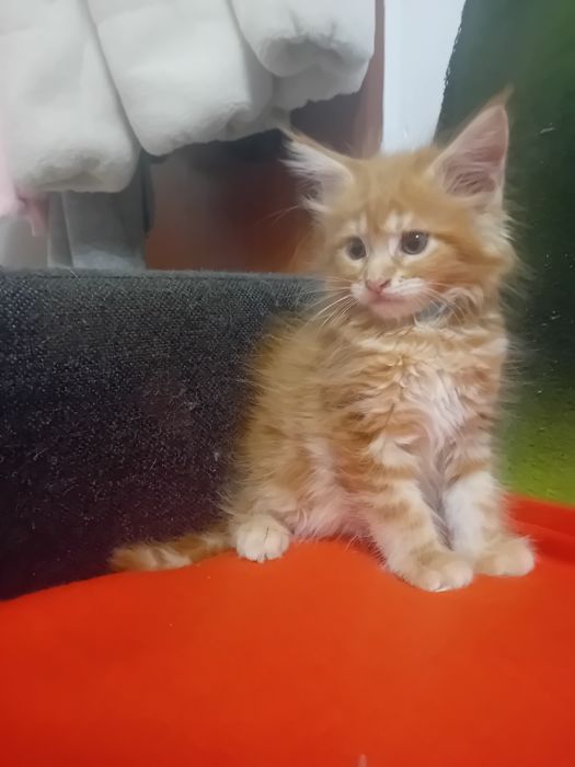 Kotka Maine Coon o imieniu Catti Rezerwacja