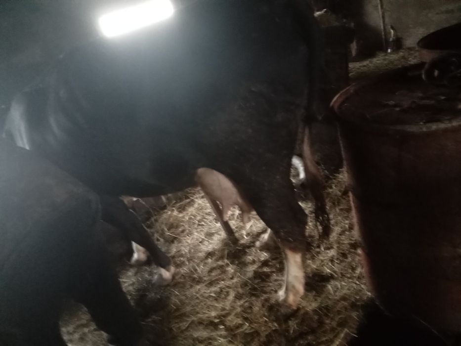 Продам добру молоду корову