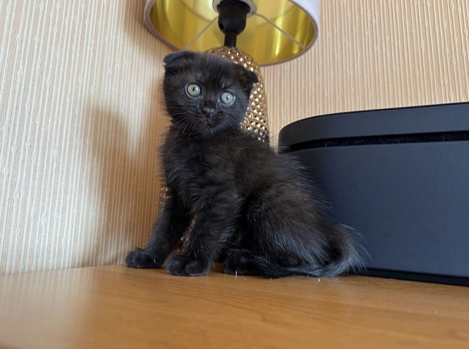 Самые Красивые Котята )
