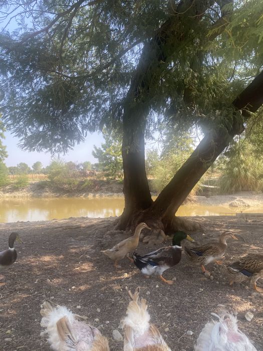 Patos roen e saxony