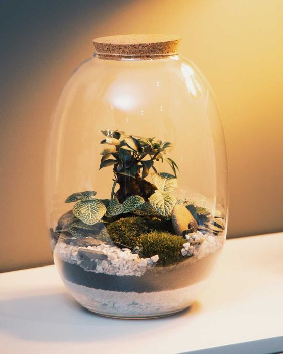 Aluguer Terrários Plantas Naturais