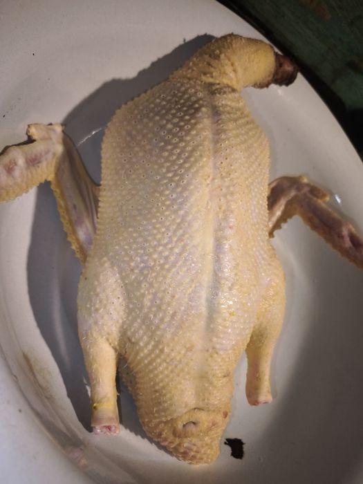 Tuszki kaczek oraz kogutów