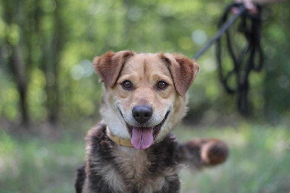 kochany, przyjazny, łagodny pies marzy o domu