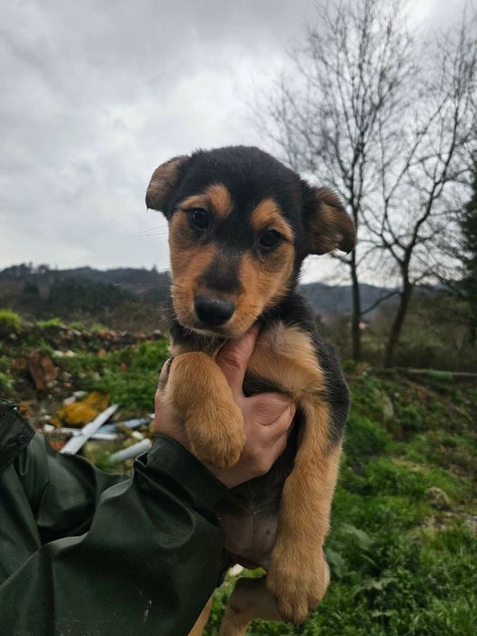 Amália - 2 meses e meio, porte médio