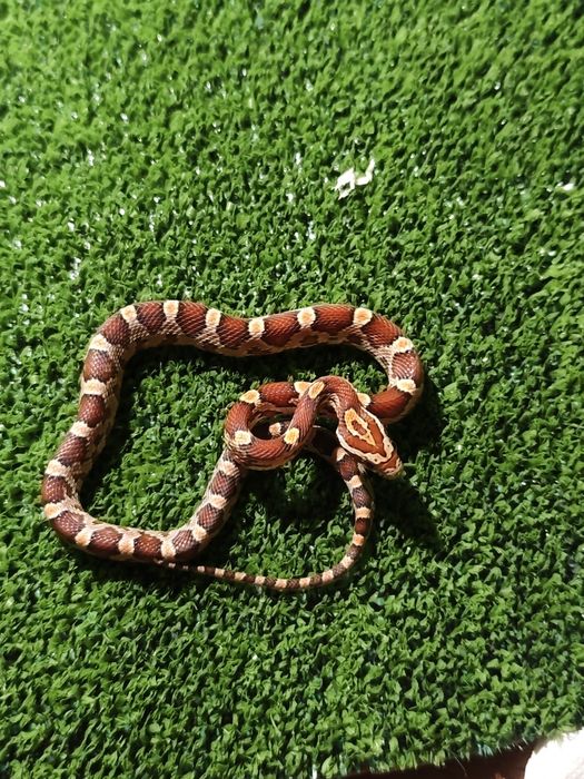 Węże zbożowe – młode różne odmiany