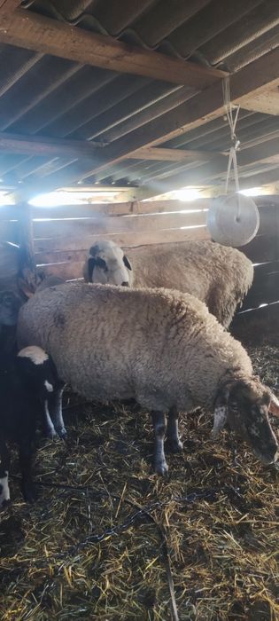 Продам доглянуті вівці!