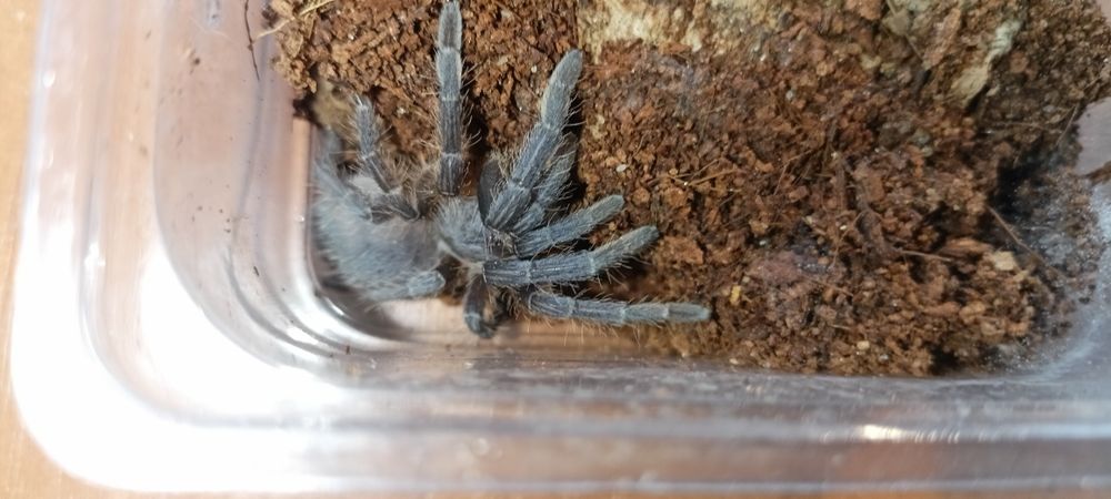 aphonopelma seemanni kolekcja ptaszników