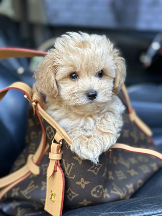 Super mini vip class