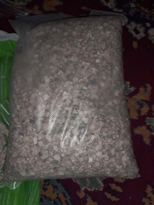 Ракушка морська  кормова