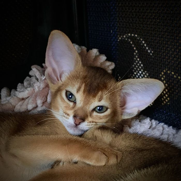 Абиссинские котята RISET
