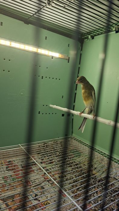 Kanarki fiorino i Garbusy szkockie