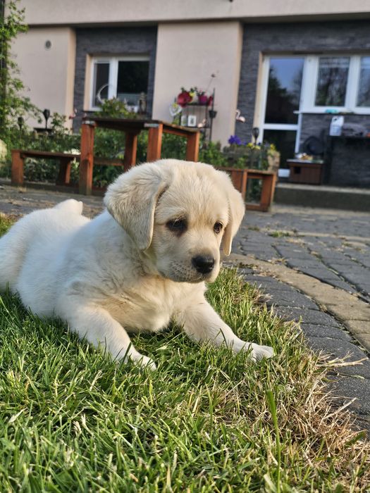 Labrador retriever  pies