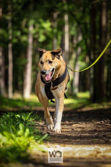 RUDOLF - piękny i spokojny pies