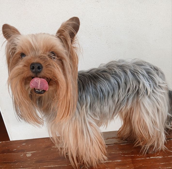 Yorkshire terrier macho  com Pedigree e Afixo (LOP) para acasalar