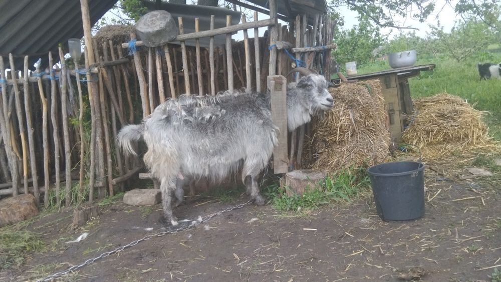 Продам хорошу козу