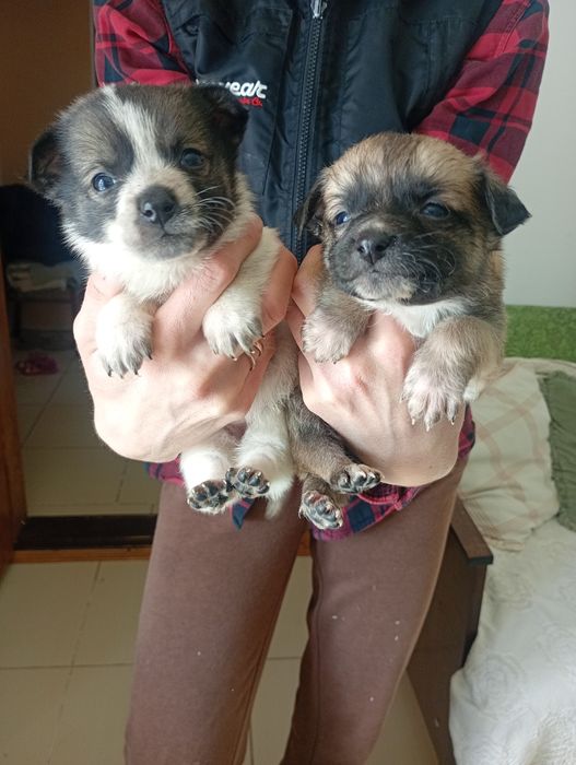 Віддам в добрі руки цуценят