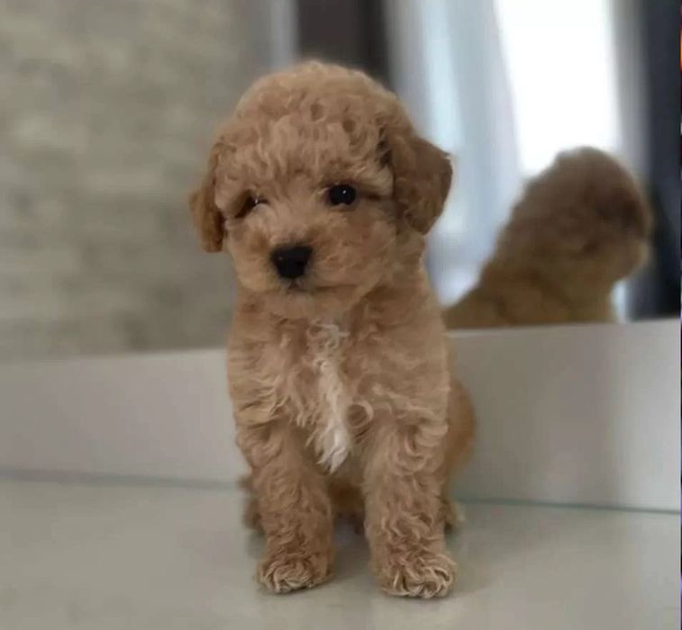 Мальтипу мальтипу