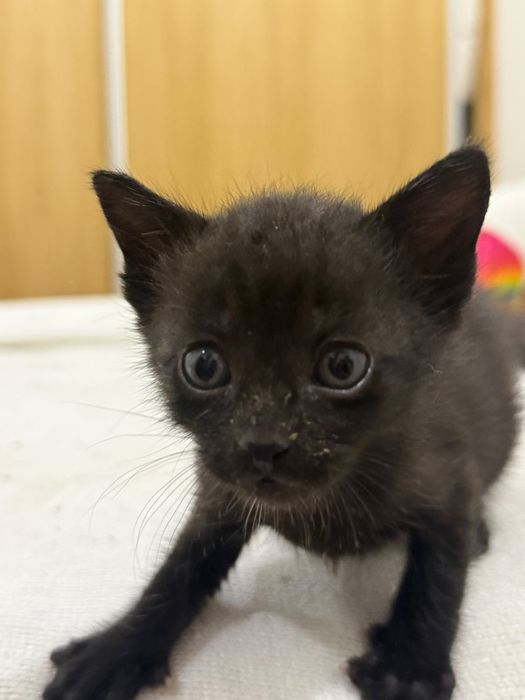 Gatinhos para adoção responsável