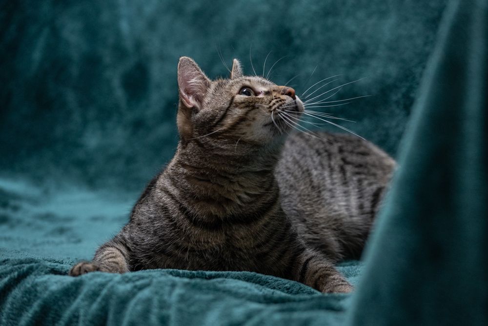 Uroczy kotek ANCYMON szuka kochającego opiekuna/Poznań