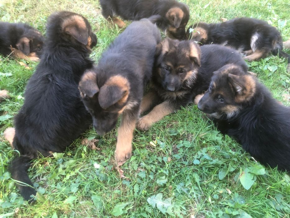 Продам Німецьку вівчарку