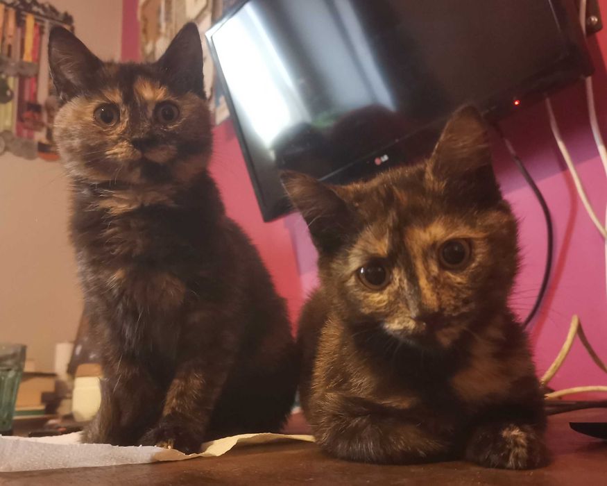 ARABELA i KSENIA - 5 m-cy, wesołe i przyjazne