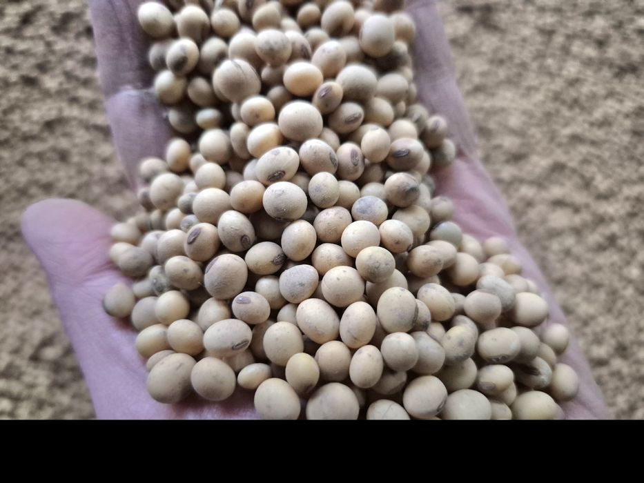 Soja Ambella bardzo wczesna