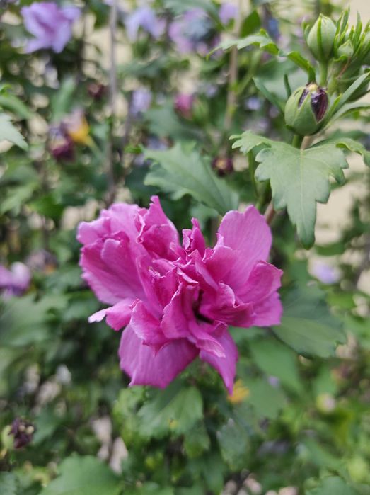 Irysy pachnące białe