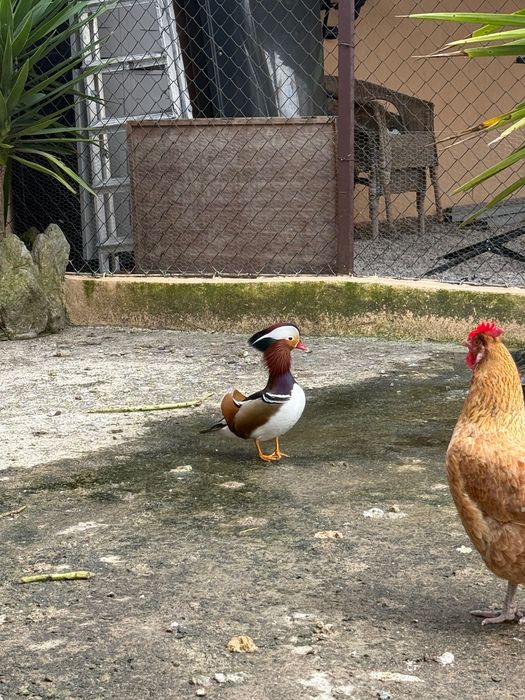 pato mandarim pronto a criar