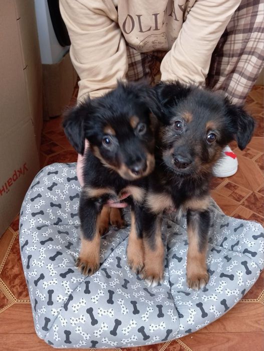 Отдам щенков двое