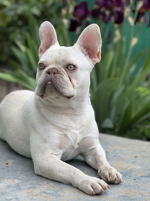 Предлагается для вязки французский бульдог Lilac Tan под кремом!