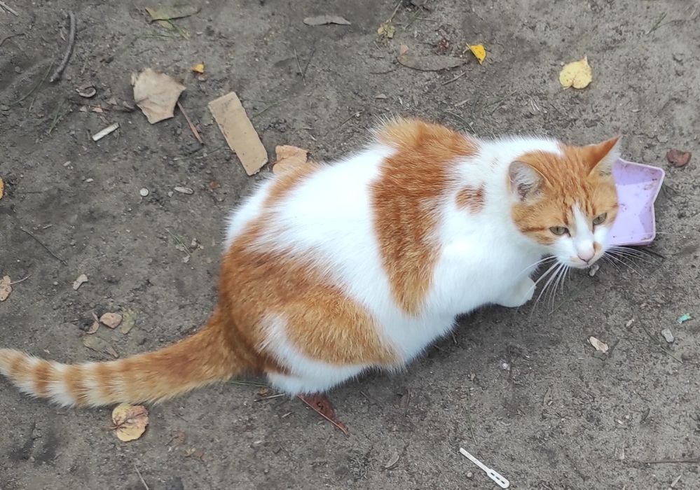 Молодий  Рижик  кастрований