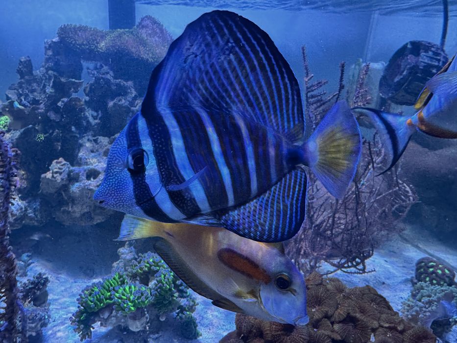 Peixe Zebrasoma veliferum