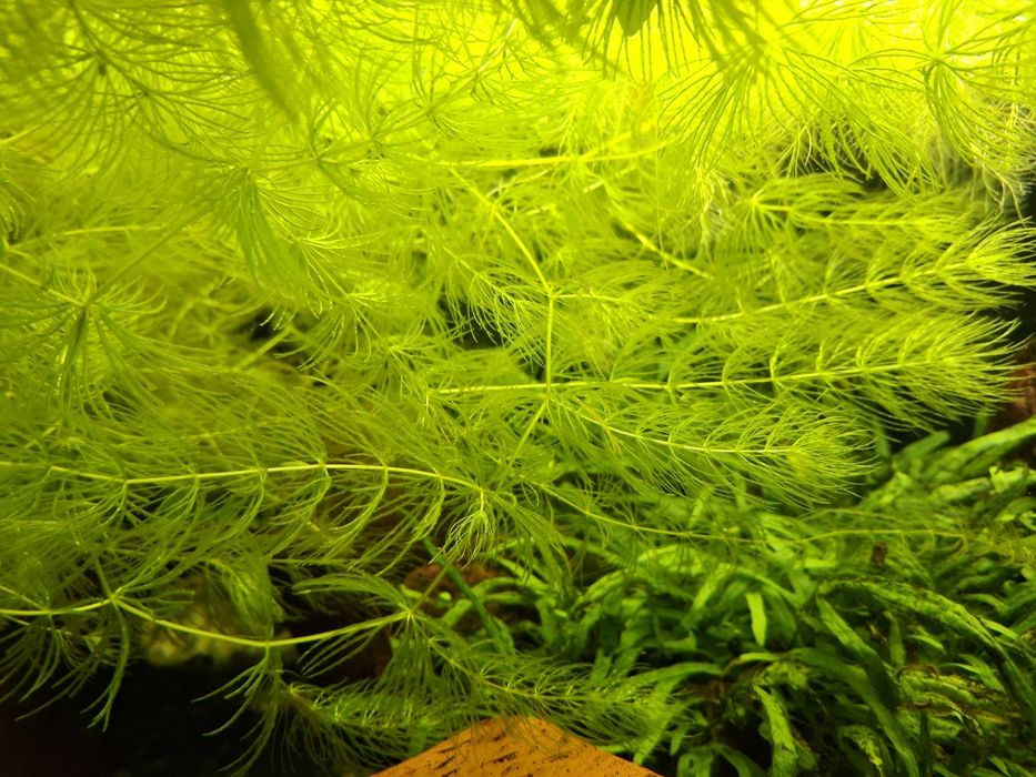 Rogatek roślina akwariowa szklanka-porcja