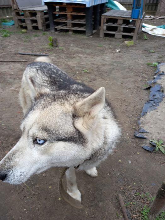 Хаски,сука возраст 4 года с документами